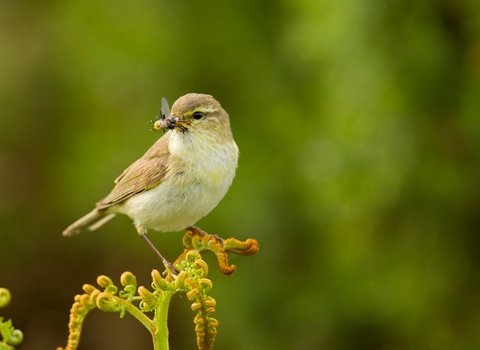 Willow Warbler