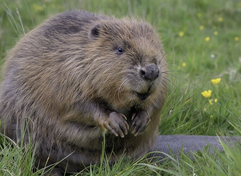 Beaver