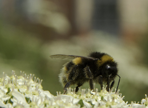 Bee on cow parsley