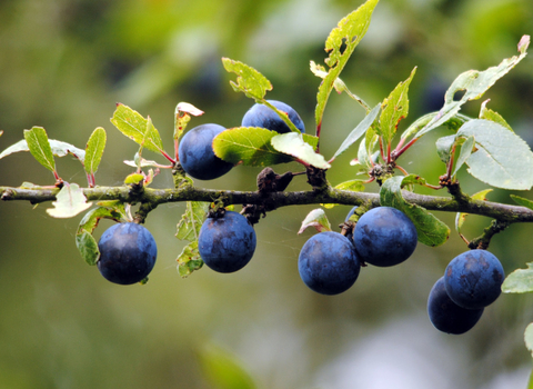 Blackthorn sloes