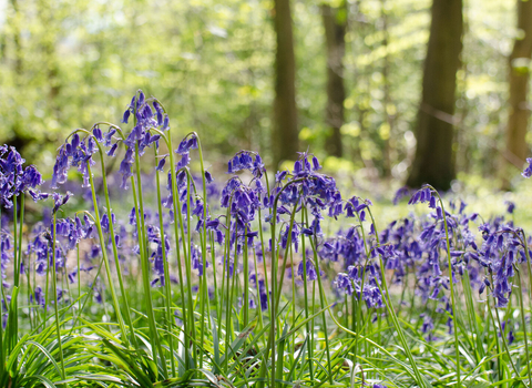 Bluebells