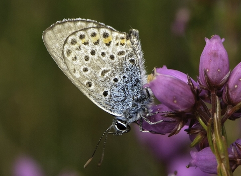 Silver-studded blue butterfly