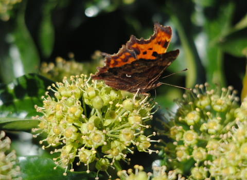 Comma on ivy