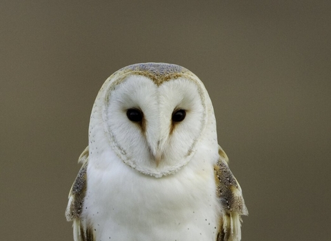 Barn owl