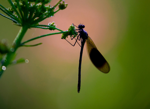 Demoiselle