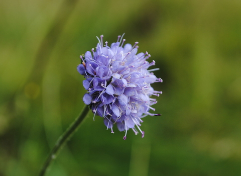 Devil's bit scabious