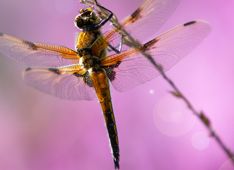 Four spotted chaser