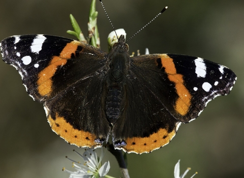 Red admiral butterfly