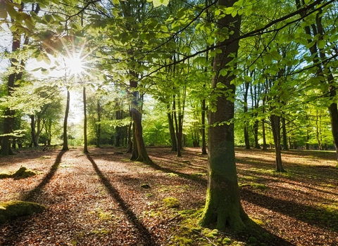 Beech woodlands