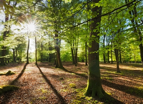 Beech woodlands