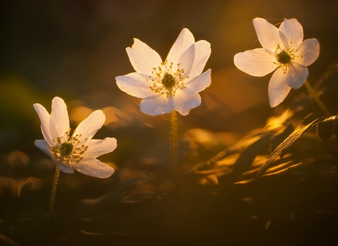 Wood anemone