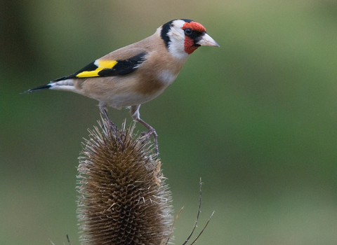 Goldfinch