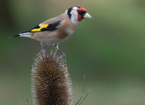 Goldfinch