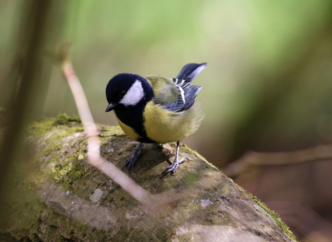 Great tit