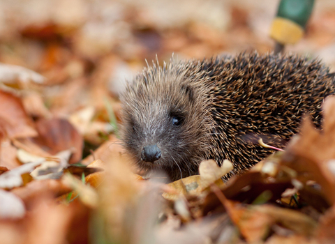 Hedgehog in leaves