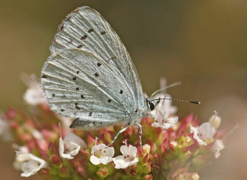 Holly blue