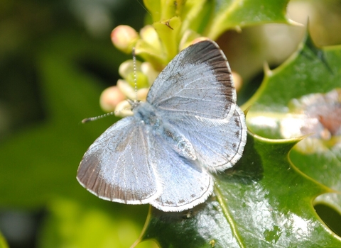 Holly blue