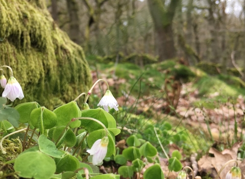 Wood sorrel growing from moss in a wooded valley