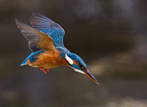 Kingfisher