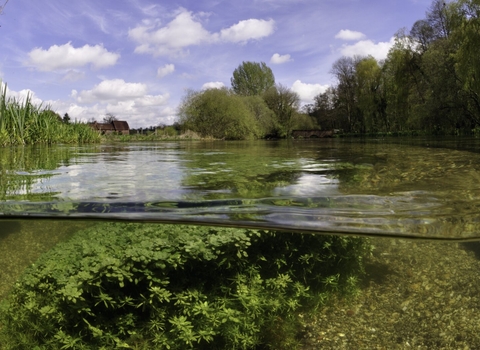 Aquatic plant starwort