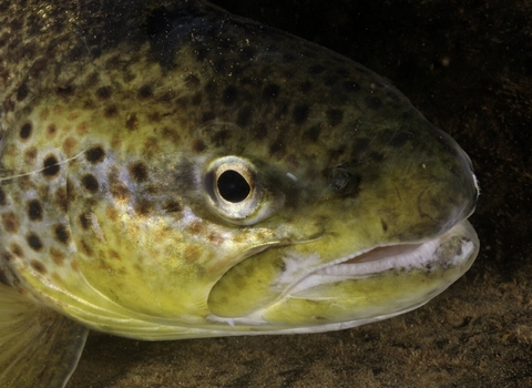 Brown trout