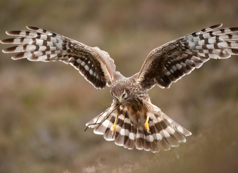 Hen Harrier landing