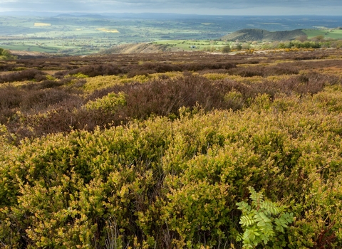 The Stiperstones