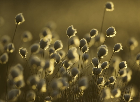 Cotton grass