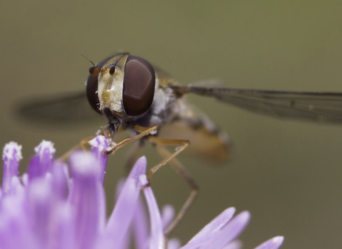 Marmalade hoverfly