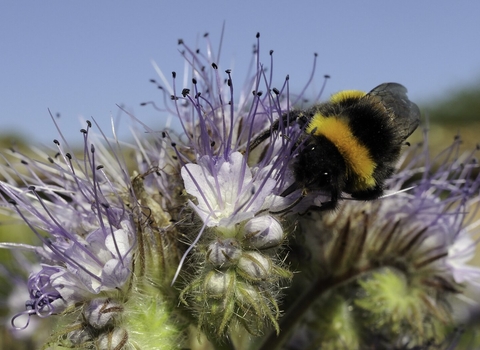 White-tailed bumblebee