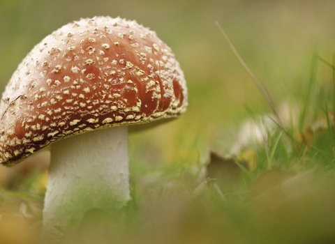 Fly agaric fungi