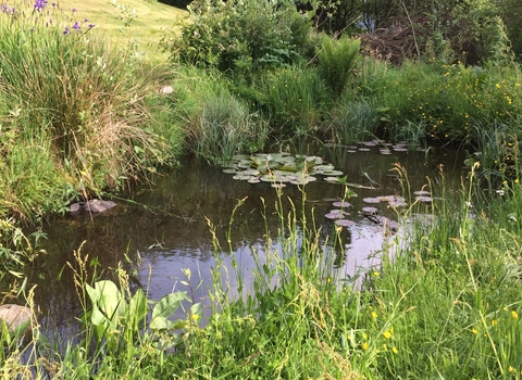 Garden pond