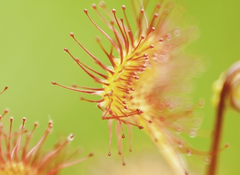 Sundew