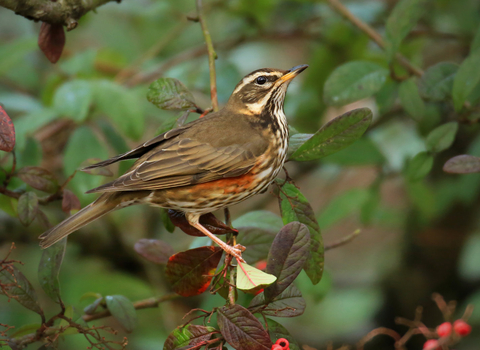 Redwing in tree