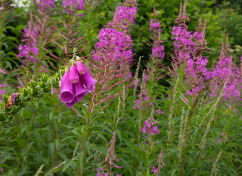 Hedgrows foxglove