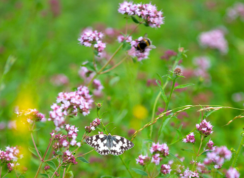 Meadow