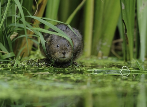 Water vole