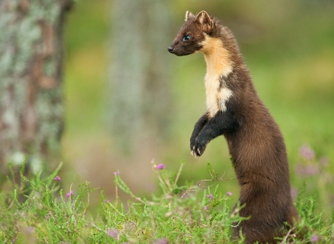 Pine marten (Martes martes), Scotland, UK