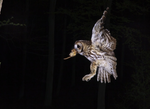 Tawny owl