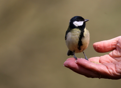 Great tit