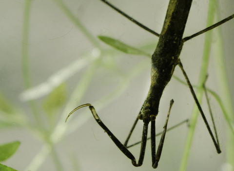 Water stick insect