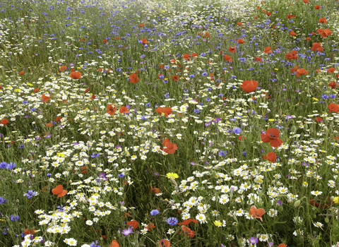 Wildflower meadow