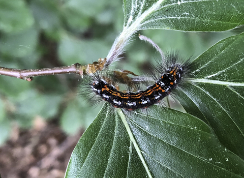 The caterpillar of a yellow-tail moth, feeding on leaves