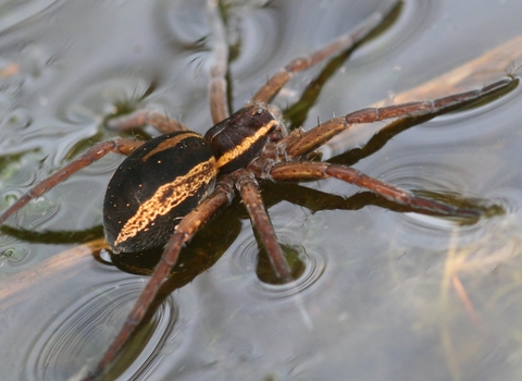 Raft Spider 