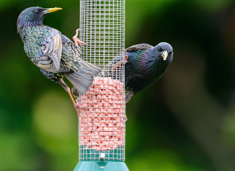 starlings bird feeder
