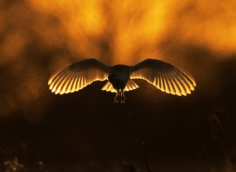 Barn owl